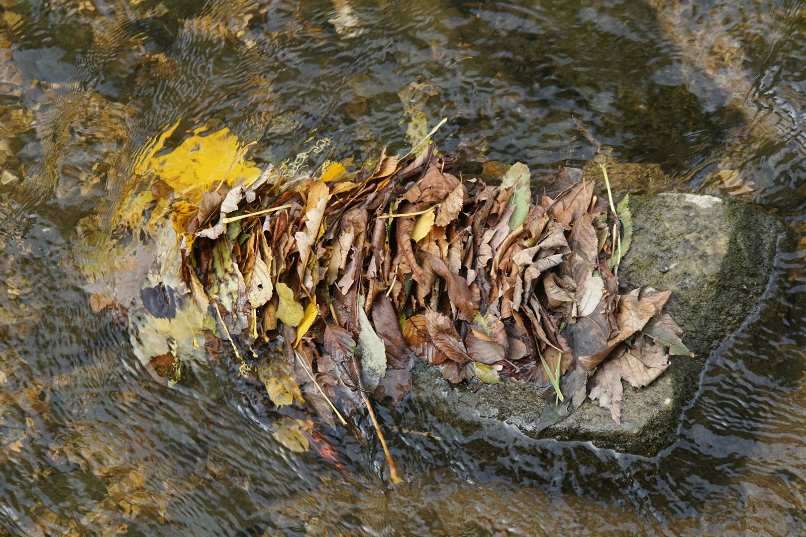walter-brunner-oySYuLaVy1E-unsplash